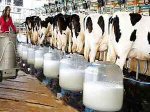 DAIRY